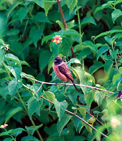 Birds of Many Feathers