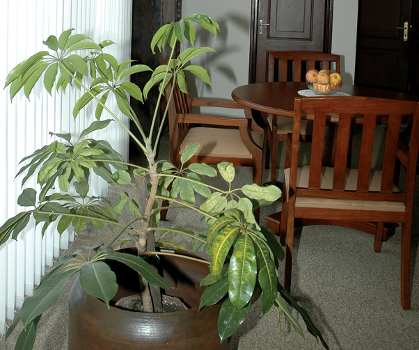 Indoor Plants: The Greener Side Of Your Personality