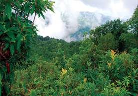 Hariyo Ban Nepal ko Dhan: Nepal's Forest Wealth