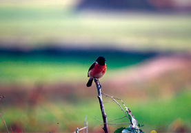 Bird Watching In Nepal