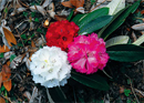 Nepal's Magnificent Rhododendron