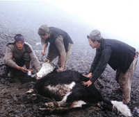 A Yak Herder's Breakfast at 14,000 ft.