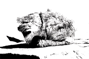 Out of the bag A new predator in Nepal