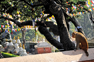 The Gangs of Swayambhu
