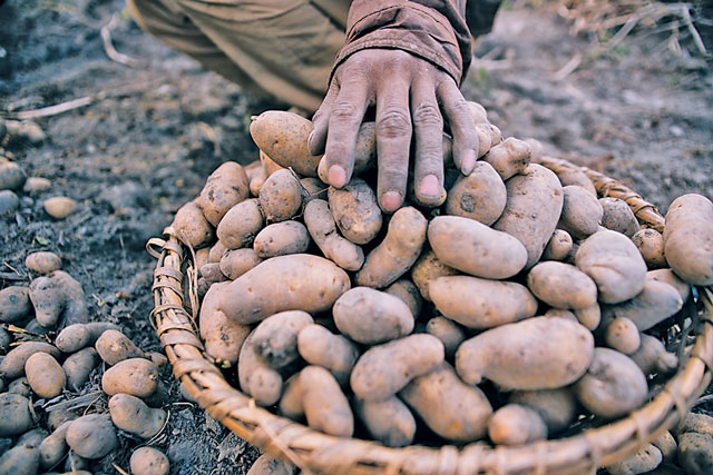 The Taste of the Mountains