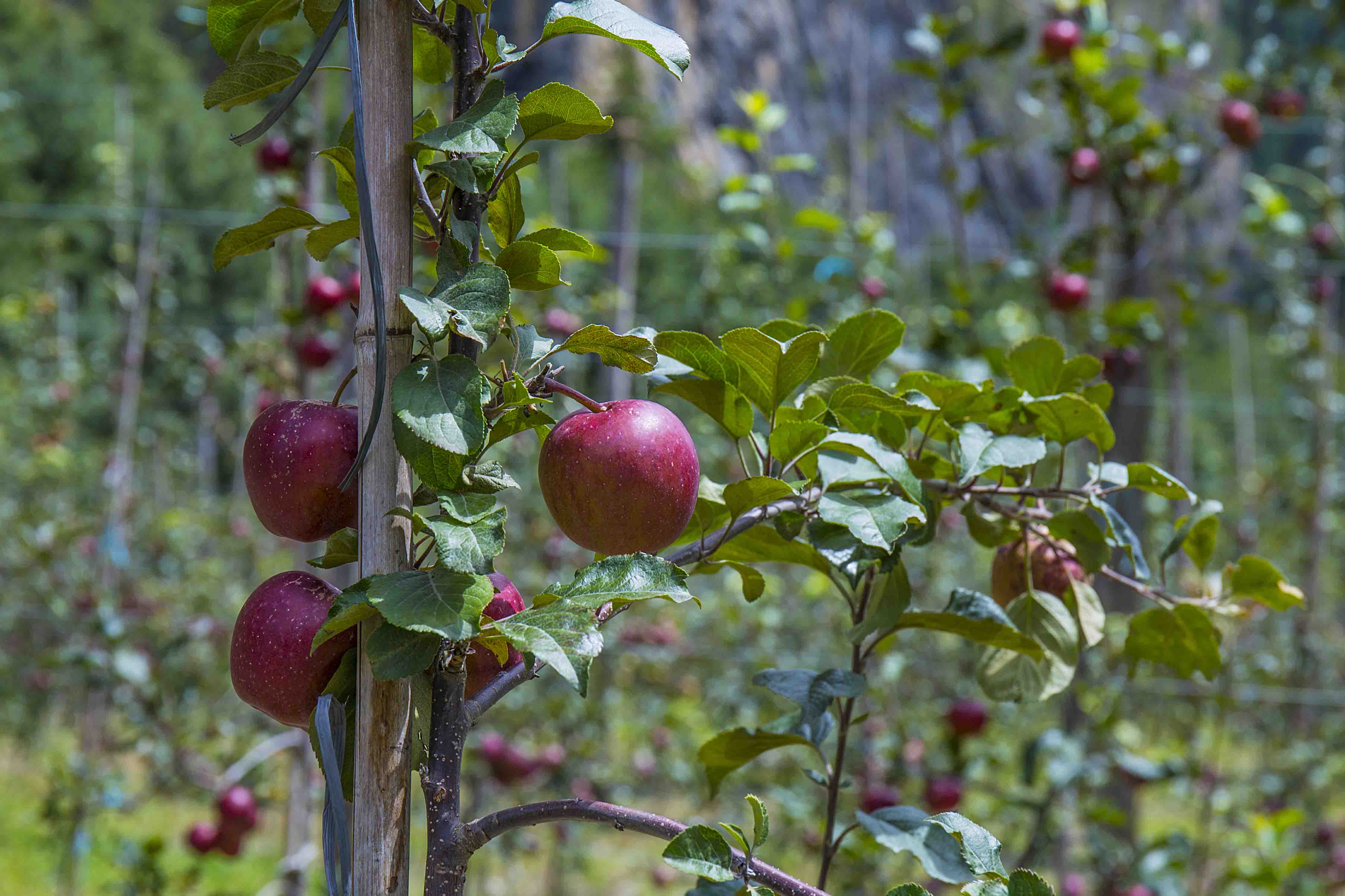 Bhratang, the Apple Heaven
