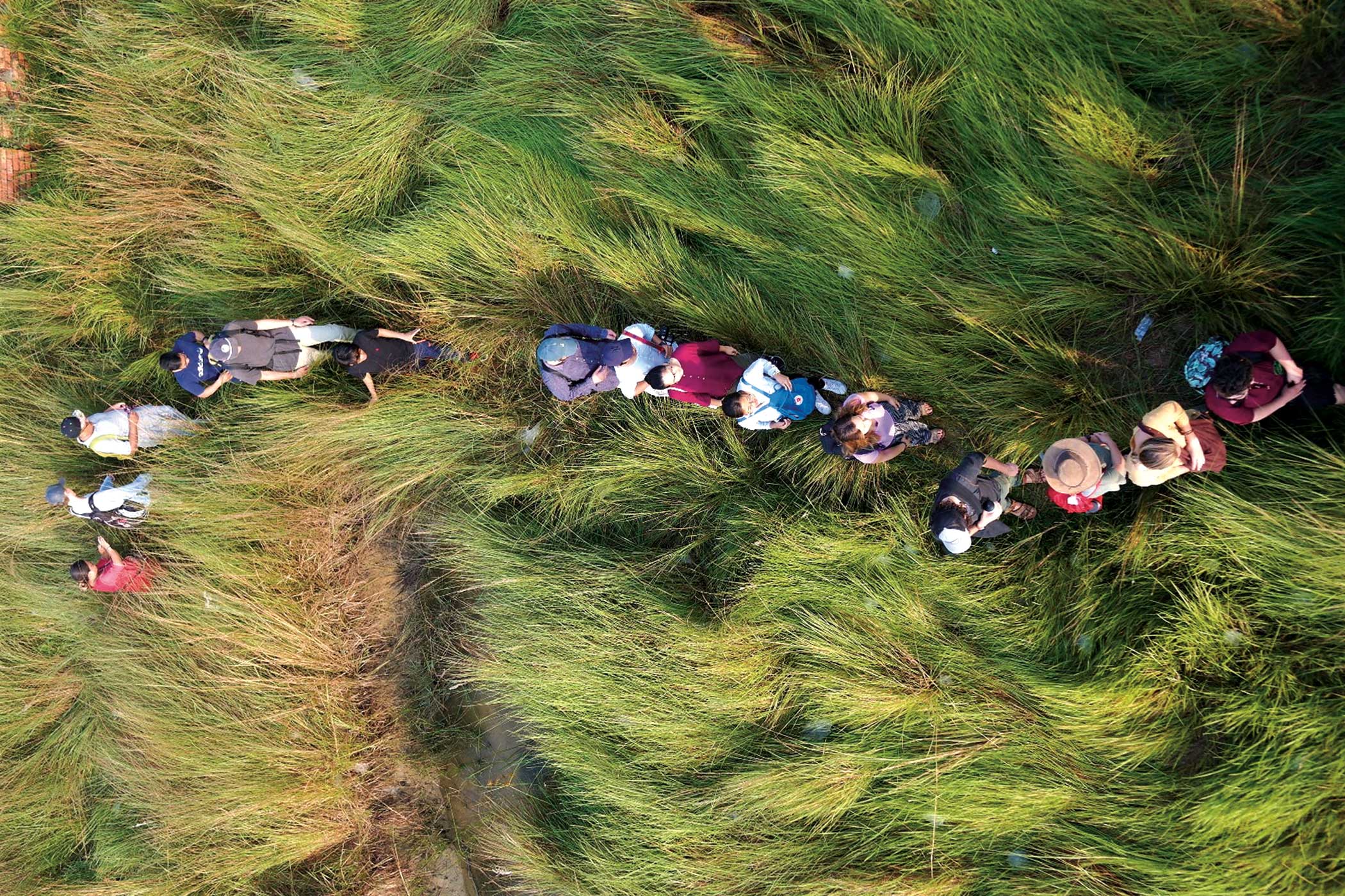 Protecting Buddha's Birds