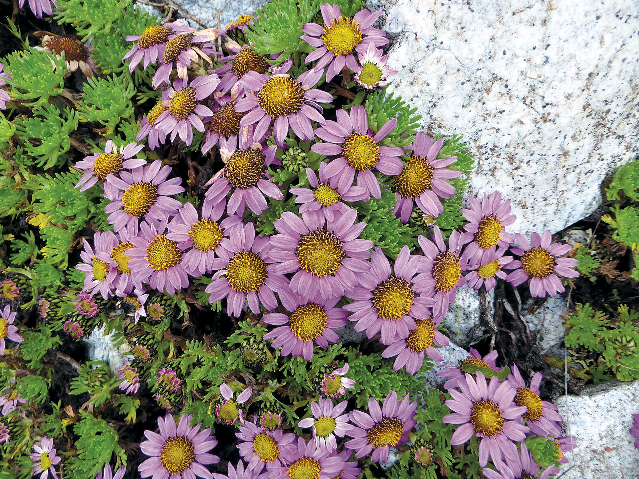 Wildflowers of the Melting Glaciers