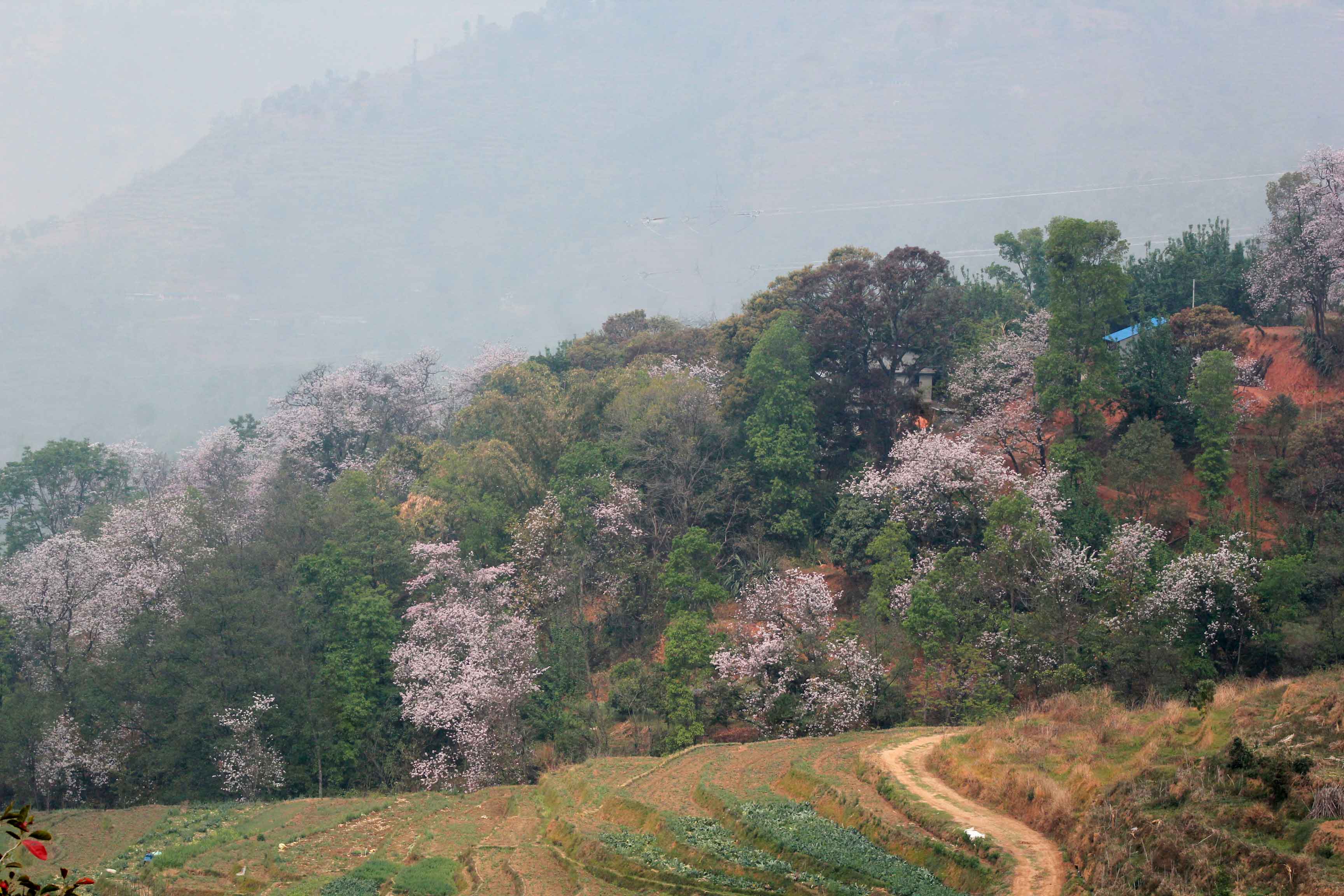 Bhimdhunga to Naubise in the Spring